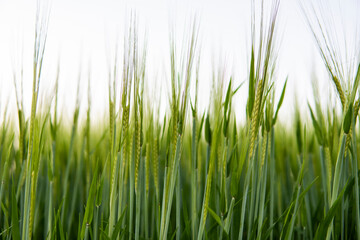Young green barley growing in agricultural field in spring. Unripe cereals. The concept of agriculture, organic food. Barleys sprout growing in soil. Close up on sprouting barley in sunset.