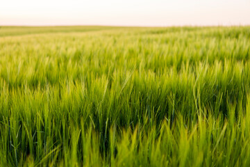 Young green barley growing in agricultural field in spring. Unripe cereals. The concept of agriculture, organic food. Barleys sprout growing in soil. Close up on sprouting barley in sunset.