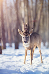 Roe deer in the winter forest
