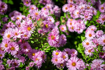 Bourdonnement Autonal