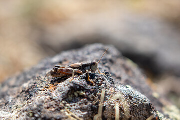 Grasshopper Bozeman Montana Wildlife
