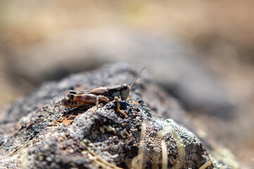 Grasshopper on a Rock in Bozeman Montana