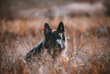 Fototapeta rasowy pies owczarek niemiecki leżący pośród traw obraz