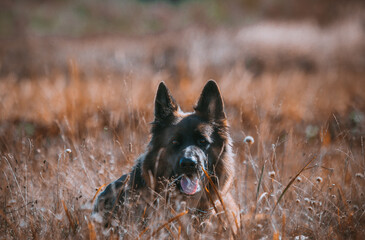 Fototapeta rasowy pies owczarek niemiecki leżący pośród traw obraz