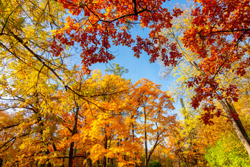 Treetops in autumn foliage on a sunny day