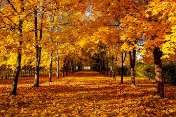 Alley of maple trees in autumn in Alexander park, Tsarskoe Selo (Pushkin), Saint Petersburg, Russia