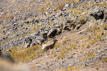 Bozeman Montana Wildlife, Mountain Goats, Animals