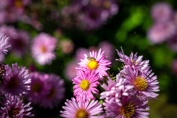 Bourdonnement Autonal