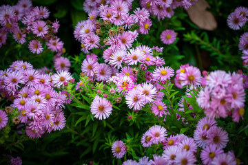 Bourdonnement Autonal