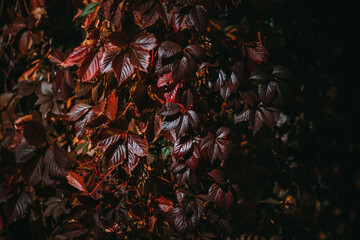 jesienne liście w czerwonym kolorze