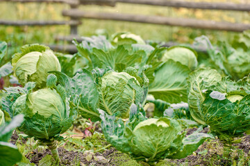 cabbage ripens in the garden