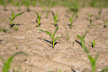 Growing young green corn seedling sprouts in cultivated agricultural farm field, shallow depth of field. Agricultural scene with corn's sprouts in earth closeup.