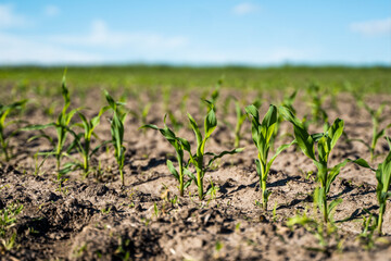 Growing young green corn seedling sprouts in cultivated agricultural farm field, shallow depth of field. Agricultural scene with corn's sprouts in earth closeup.