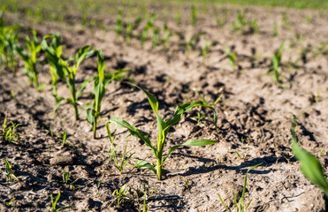 Growing young green corn seedling sprouts in cultivated agricultural farm field, shallow depth of field. Agricultural scene with corn's sprouts in earth closeup.