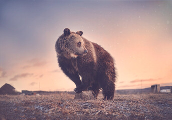 Brown bear in a field at sunset
