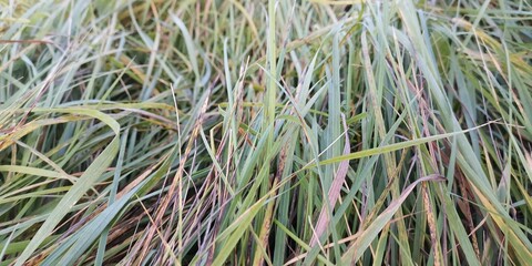 grass and water