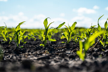 Growing young green corn seedling sprouts in cultivated agricultural farm field, shallow depth of field. Agricultural scene with corn's sprouts in earth closeup.