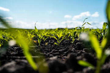 Fresh green sprouts of maize in spring on the field, soft focus. Growing young green corn seedling...