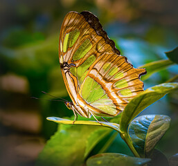 On the Leaf