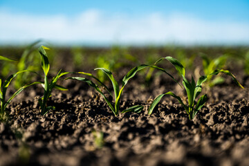 Growing young green corn seedling sprouts in cultivated agricultural farm field, shallow depth of field. Agricultural scene with corn's sprouts in earth closeup.