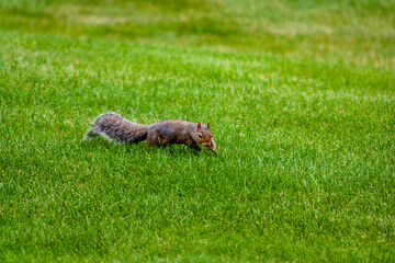 squirrel jumping through the grass