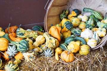 gourd harvest in autumn season