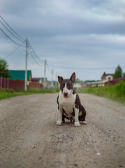 Dog on a village street
