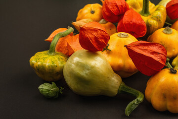 Harvest of various ripe pumpkins, hop cones, and orange physalis. Colorful festive background