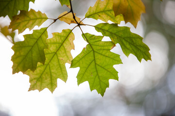 maple leaves in autumn