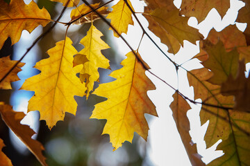 Naklejka na ściany i meble autumn American oak leaves
