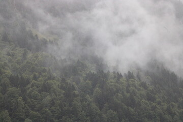 forêt sous l'orage