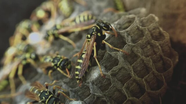 Wasps that ensure the proper functioning of a nest in which there are larvae, close up with light effects