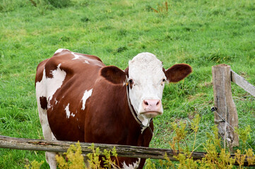 Kuh auf der Weide, braun weiß gefleckte Kuh, Kuh mit weißem Kopf und braunen Ohren, magere Kuh, Milchkuh, braune Milchkuh