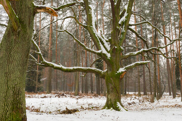 Winter in the forest. Old oak tree. 