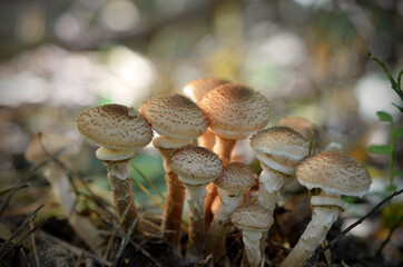 young mushrooms honey agarics in the forest close-up