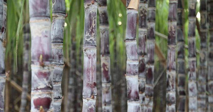 Sugarcane field with plants growing