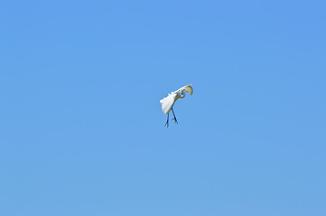 空を舞う白鷺