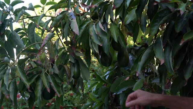 Ettinger avocado hangs on the tree for picking