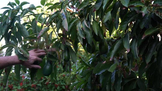 Ettinger avocado hangs on the tree for picking