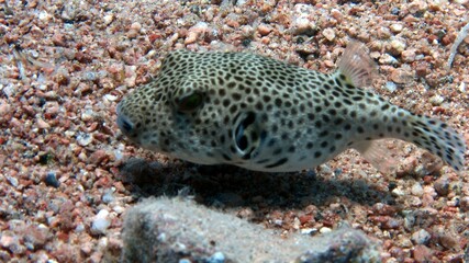 fish in aquarium