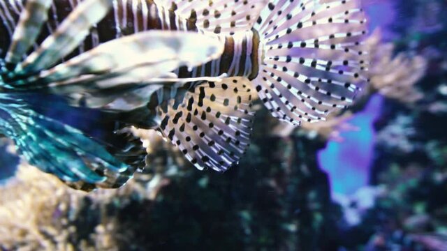 lionfish fish in the pacific sea at coral reef
