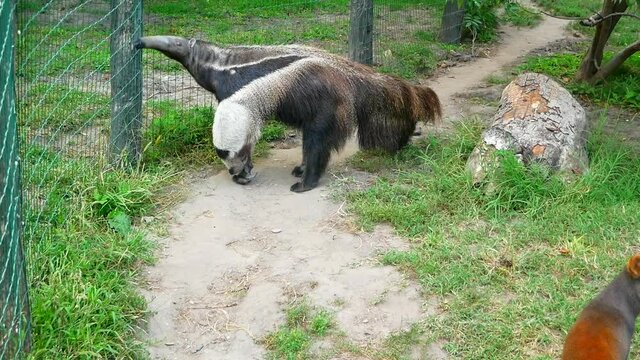 Anteater walking around in slow motion in his house.