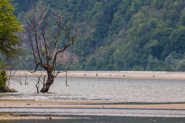 Water raises over a part of the forest, in the valley.