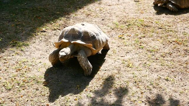 Big Gal&aacute;pagos turtle  moving slowly on the sand ground