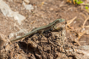 Naklejka na ściany i meble Lizard resting on a tree stump in a hot arid day.