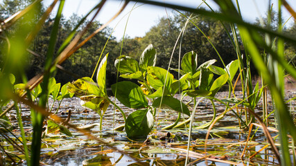 Green summer aquatic plants floating on pond waters in Romania.