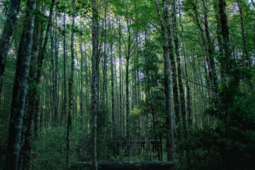forest in the morning