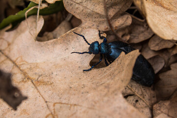 European oil beetle (Meloe proscarabaeus) in lush autumn foliage.