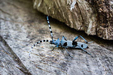 Rosalia longicorn, going by the scientific name of Rosalia alpina, it is among the 608 endangered species, according to International Union for Conservation of Nature.