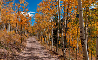 Fototapeta na wymiar Aspen Lined Forest Road At Fall Time In Colorado
